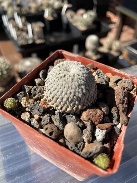 Turbinicarpus pseudopectinatus